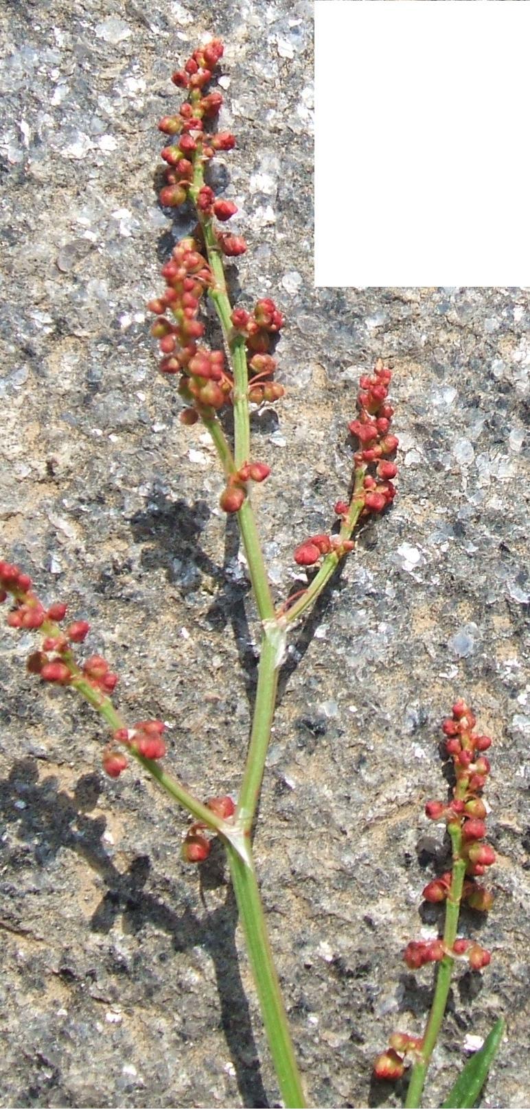 Anthoxanthum cfr.odoratum e Rumex acetosella